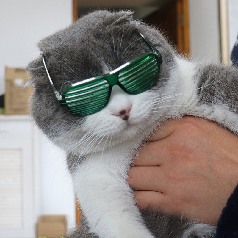 Απλά, δροσερά γυαλιά για κατοικίδια Τάση μόδας Όμορφα προϊόντα για κατοικίδια Photo Personality Dress Up Διχτυωτά γυαλιά για γάτες Αξεσουάρ για το σπίτι