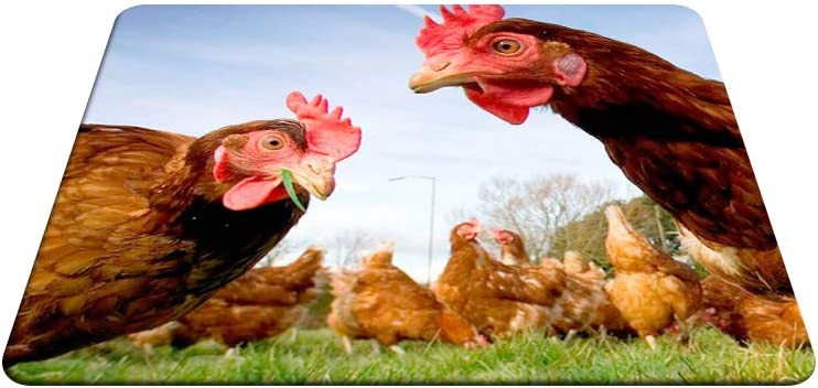Chicken Gaming Mousepad Funny Chicken Mouse Pad Podloga za miš za računalni stol Prijenosno računalo Ured 9,5 X 7,9 inča Neklizajuća guma