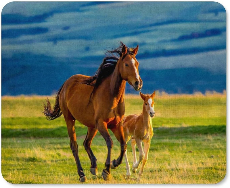 Подложка за мишка Horse Mare и Little Foal Неплъзгаща се подложка за компютърна мишка Подложка за мишка с гумена основа за домашен офис компютър 20 * 25 см