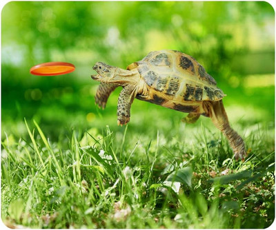 Animal Mouse Pad Χελώνα Χελώνα Jumping Close Up Αντιολισθητικό ελαστικό μαξιλαράκι ποντικιού για υπολογιστές Laptop Office Home 9,5 ίντσες x 7,9 ίντσες