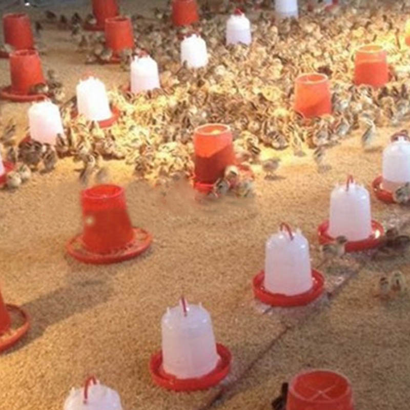 2 buc/set cești de băut pui 1L 3L 6L Fântână de băut pentru pui de prepeliță pentru păsări Instrument de hrănire automată pentru porumbei