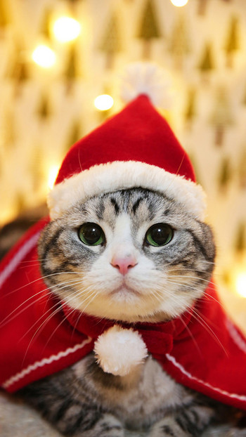 Χριστουγεννιάτικο κοστούμι γάτας για κασκόλ για γάτα Κασκόλ Κασκόλ Μανίτης Headband Party Cosplay Πρωτοχρονιάτικο Halloween Αξεσουάρ για κατοικίδια Άρθρα