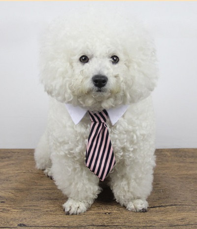 Pet Cat nyakkendő Gentleman Kiegészítők Kutya Nyakörv Állítható Nyaklánc Csillagnyomtatás Kültéri szépségápolási kellékek kölyökcica számára