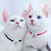 Κολάρο σκύλου γάτας με κρεμαστό κόσμημα καρδιάς για γατάκι Τσιουάουα κολιέ κατοικίδιων γατών Κολιέ για κουτάβι Προμήθειες ζώων