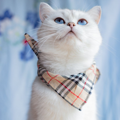 Ins Dog καρό δαντέλα σαλιάρα για κατοικίδια σάλιο Πετσέτα Bichon Teddy Hiromi Σαλιάρα για γάτα Μικρό λουρί για σκύλους Chihuahua Puppy Pets Acessorios