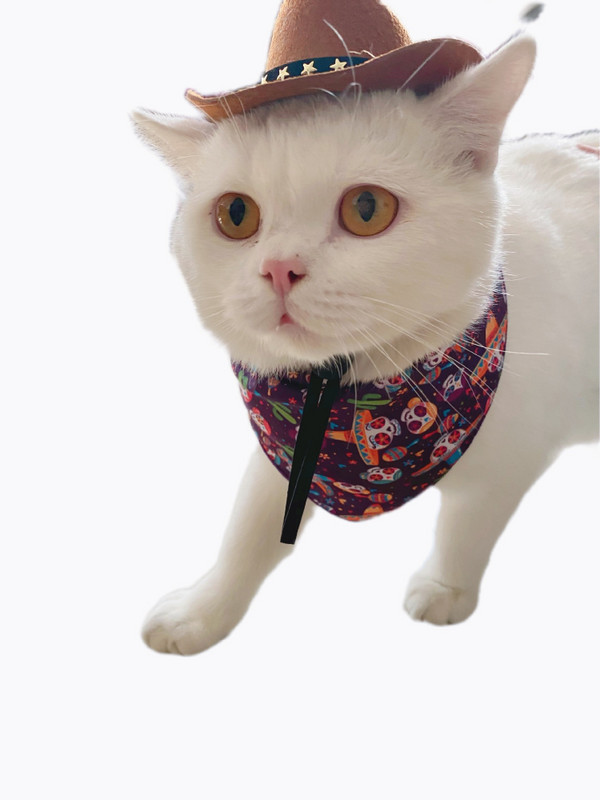 Καπέλα καουμπόη Kawaii για σκύλο κατοικίδιων γατών Δροσερό μη υφαντό ύφασμα καπέλο καουμπόη Αντιανεμικό καπέλο από σχοινί Αξεσουάρ κεφαλής σκύλου γάτας