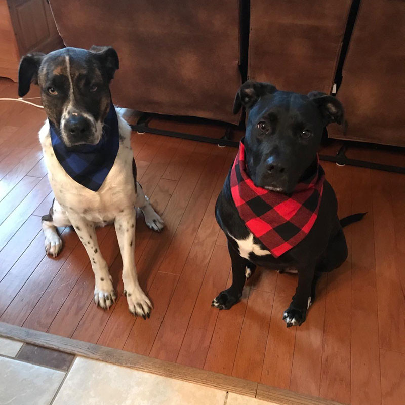 Lemmikloomade bandaanid Klassikaline ruuduline väike koer Kassi pudipõlled Puuvillane sall Kolmnurkne side kassidele Kutsikapea sall Kaelaräti tarvikud