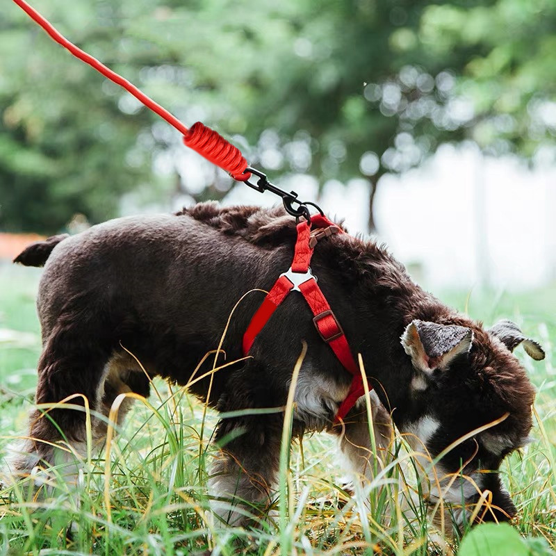 Ανθεκτικό λουρί σκύλου 11 Χρώμα Νάιλον Βασικά Λουριά Μεσαίου μεγάλου κολάρου για σκύλους Μολύβδινο σχοινί για Labrador Rottweiler