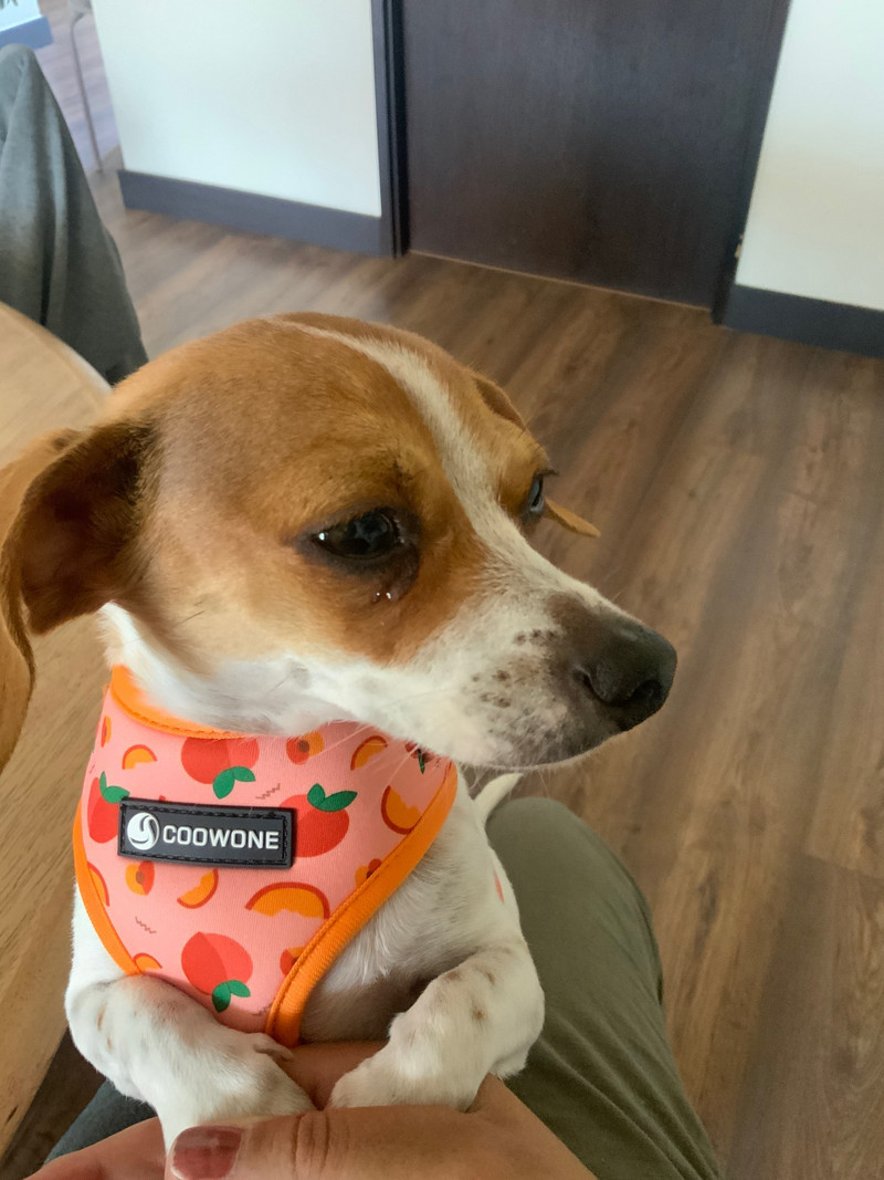 Collarlogo Guler ajustabil pentru câine de companie, durabil, moale, drăguț, creativ, design piersic, lesă, ham din neopren, dozator de pungi