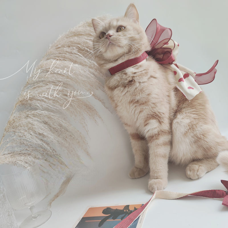 Ins New Love lemmiklooma jalutusrihma komplekt Armas suur vibu kassi köis Väike koerakoer Universaalne koerarakmed ja jalutusrihma komplekt Koerariided Fototarvikud