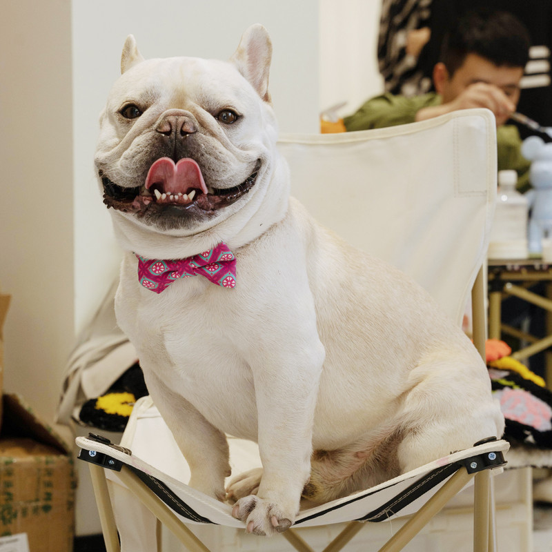 Reguleeritavad metallist pandlad lemmikloomade kaelarihmad ID-sildi ja luksusliku kikilipsuga, 3tk / komplekt koera kassi kaelarihm