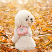 CAWAYI KENNEL Ζωγραφιά κατοικίδιων ζώων + σετ λουριών Εκπαίδευση Οδηγοί βάδισης για μικρές γάτες Σκύλους Ρυθμιζόμενο λουρί γιακά λουριών σετ με τσάντα