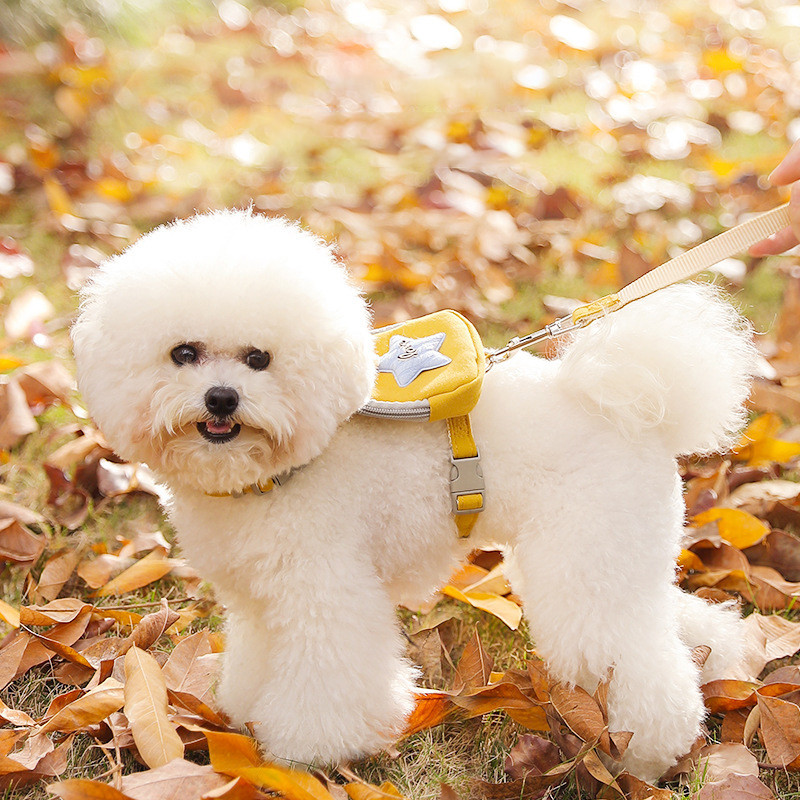 CAWAYI KENNEL Ζωγραφιά κατοικίδιων ζώων + σετ λουριών Εκπαίδευση Οδηγοί βάδισης για μικρές γάτες Σκύλους Ρυθμιζόμενο λουρί γιακά λουριών σετ με τσάντα