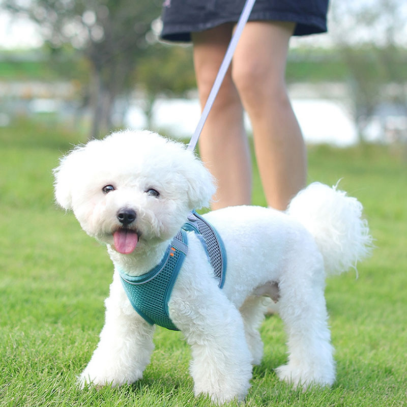 Väikese koera kutsikarakmete komplekt Nailonvõrgust kassirakmed ja jalutusrihmaga reguleeritav lemmikloomarakmete vest väikestele koertele Arnes Perro Grande
