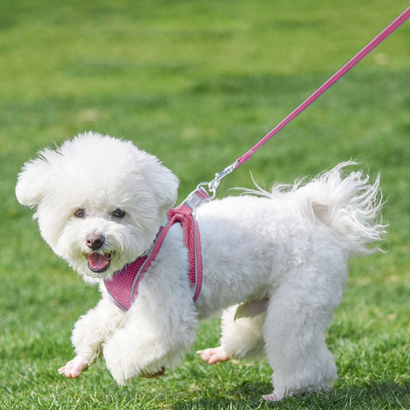 Väikese koera kutsikarakmete komplekt Nailonvõrgust kassirakmed ja jalutusrihmaga reguleeritav lemmikloomarakmete vest väikestele koertele Arnes Perro Grande