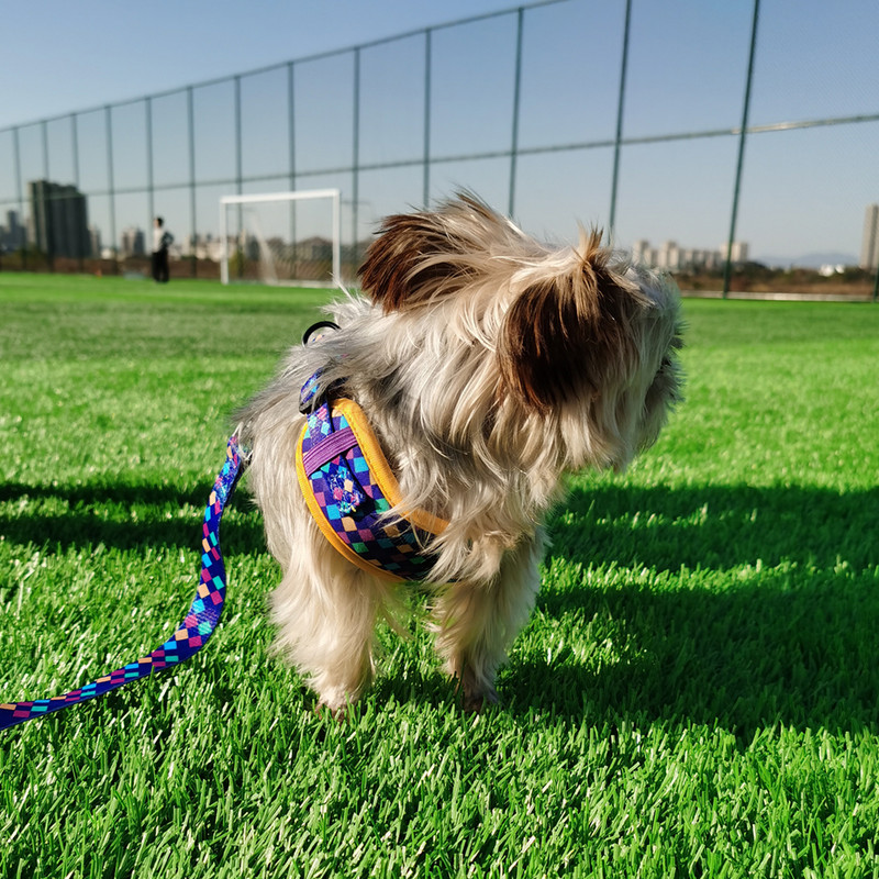 Collarlogo Ρυθμιζόμενο κολάρο για σκύλους κατοικίδιων ζώων Ανθεκτικό μαλακό, δημιουργικό νέον με λουρί με λουρί με επένδυση από νεοπρένιο λουρί για τσάντες κακών