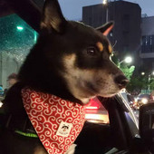 Accesorii noi pentru câini Guler bandană pentru câine de companie Guler pentru câine Batic drăguț și Shiba Inu imprimat triunghi eșarfă pentru gât Saliva