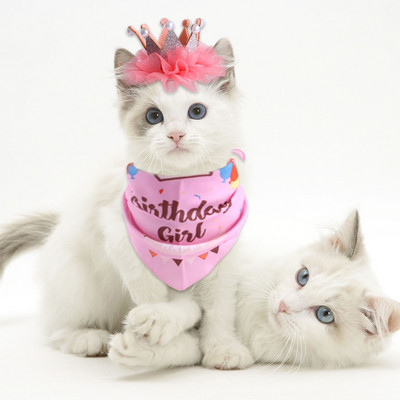 Котешка корона Бандани Комплект яка Комплект за парти за домашни любимци Комплект за украса за рожден ден Куче Триъгълен шал Шапка Папийонка Доставки за декорация за рожден ден на куче