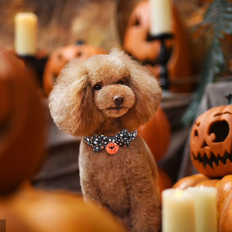 Guler de Halloween pentru câini
