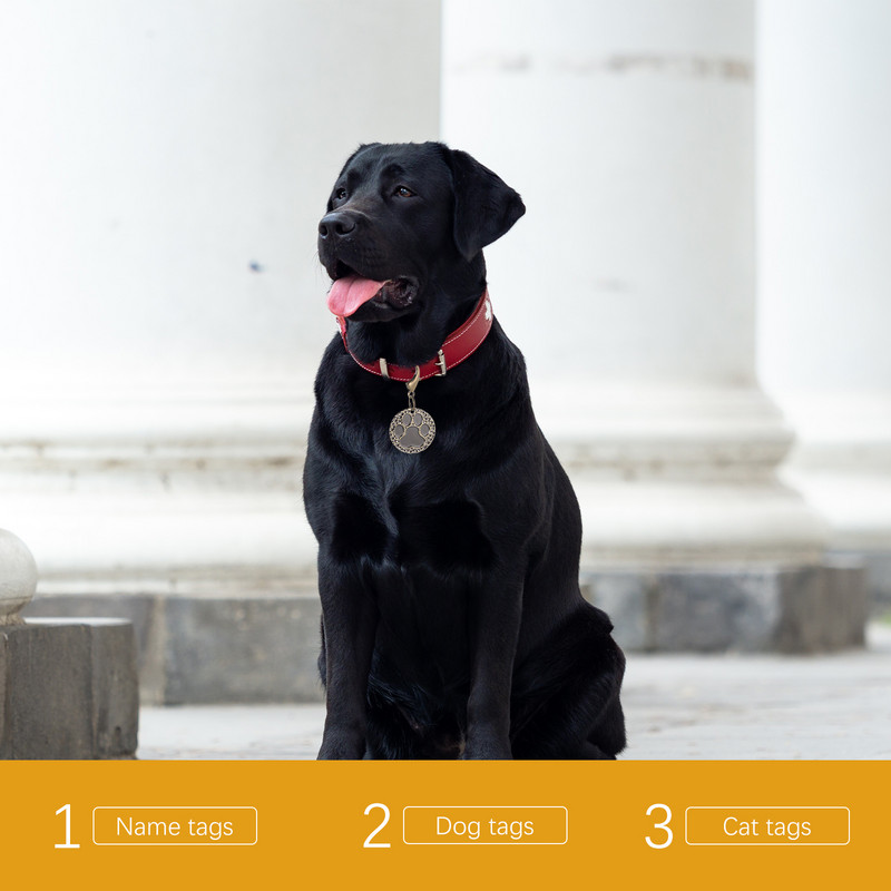 Καταχώριση κατοικίδιων Ετικέτα ονόματος κουταβιού Γράμματα κατοικιδίων DIY Ετικέτες σκύλου Χαραγμένο Χάλκινο Προσαρμοσμένο Γάτα