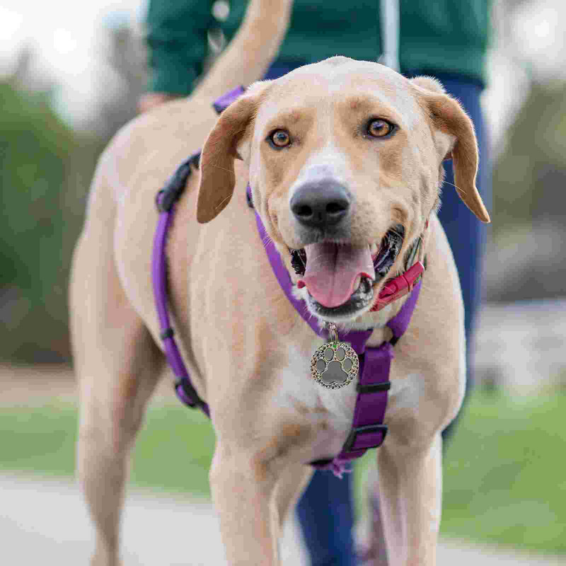 Καταχώριση κατοικίδιων Ετικέτα ονόματος κουταβιού Γράμματα κατοικιδίων DIY Ετικέτες σκύλου Χαραγμένο Χάλκινο Προσαρμοσμένο Γάτα