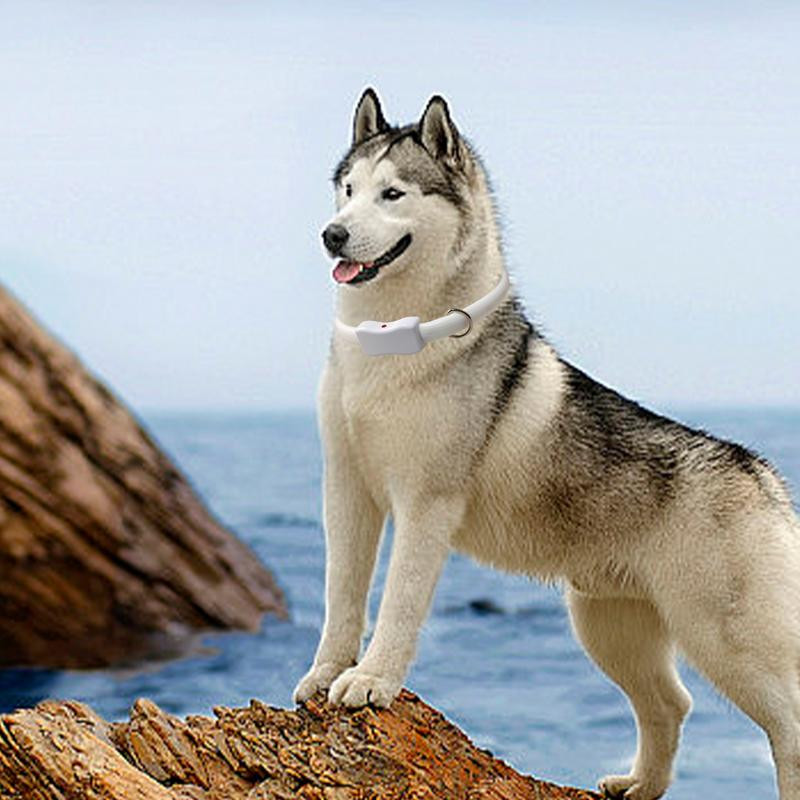 LED hõõguv koera kaelarihm öine kaotsiminekuvastane koeravalgusti rakmed Veekindel Lõikatav Valgustatav Koerte kaelarihmad koeratooted Aksessuaarid