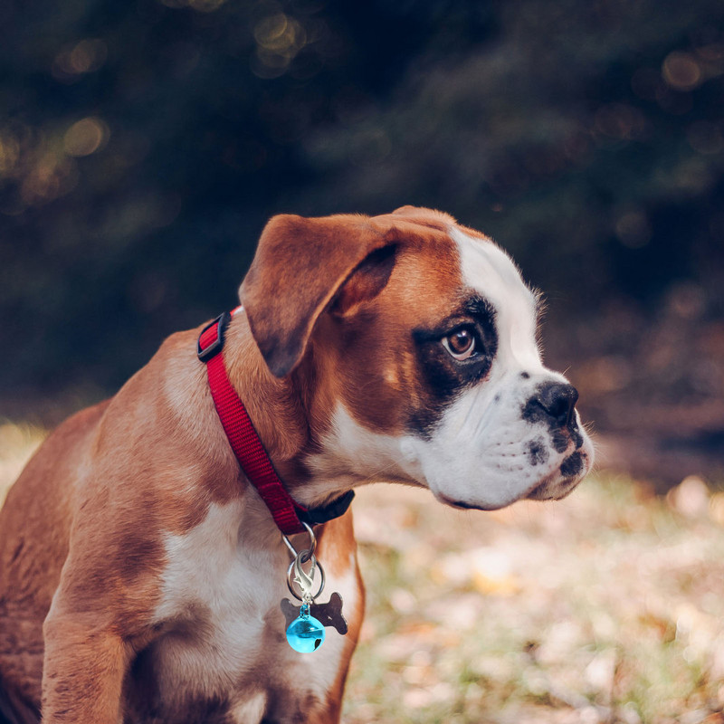 10 buc. zgarda pentru animale de companie Mini accesorii Clopoței decorative pentru pisici din metal