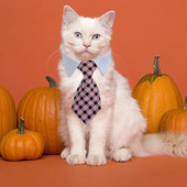 1buc papion pentru câine cravată pentru cățel și pisicuță, guler cu stea în dungi, produs manual pentru pisică, accesorii pentru cățeluș