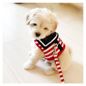 Ham pentru câini cu frânghie de tracțiune Costum bleumarin Teddy Pomeranian Pudel Cățeluș Costum de marinar Vestă Harnaș pentru câini Curea pentru piept Căptușeală din plasă