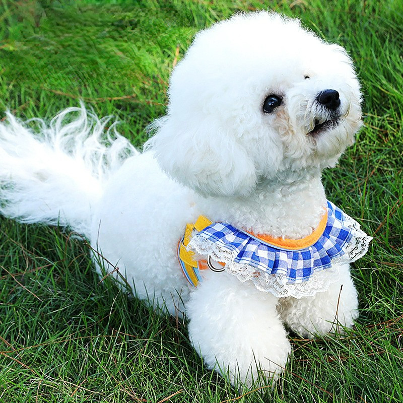 Koerarakmete ja jalutusrihmade komplekt Koertele õues, rinnakorv Koeratarvikud väikestele koertele Kass