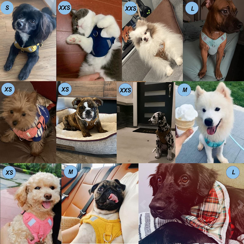 Ρυθμιζόμενο λουρί σκύλου Αναπνεύσιμο λουρί Σκύλος χωρίς έλξη Ανακλαστικό λουρί και λουρί σκύλου για μικρό μεσαίο κατοικίδιο