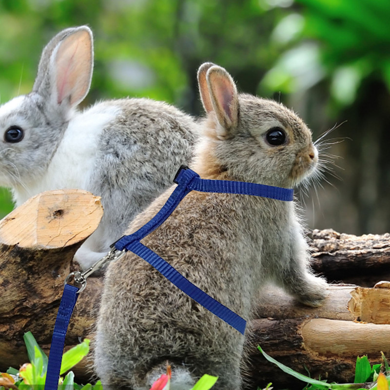 UEETEK Reguleeritavad lemmikloomade küüliku jalutusrihmad, jooksurihmad, plii lemmikloomatarbed (taevasinine)