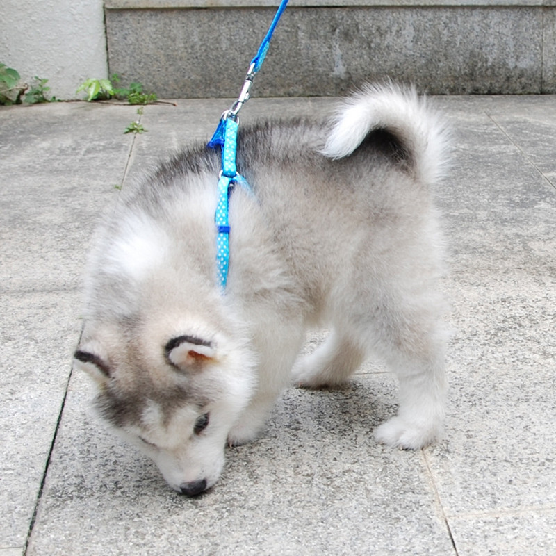 Ham pentru câini, cu inel în D, pentru pisici, cu curele din nailon, set de vestă și lesă, reglabil pentru cățeluș, pentru mers în aer liber, pentru alergare, pentru câini de talie mică, accesorii pentru animale de companie