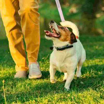 Vastupidavad jalutusrihmad, vastupidav jalutusrihm, liikluskäepide ja täiustatud Easy Snap konks, kõndimine suurte, keskmiste ja väikeste tõugude koertele