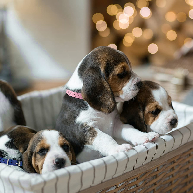 Ρυθμιζόμενο κολάρο για σκύλους κατοικίδιων ζώων Μαλακό δερμάτινο κολιέ κουτάβι γατάκι Αξεσουάρ λουράκι λαιμού για μικρές μεσαίες γάτες Προμήθειες για σκύλους Perros