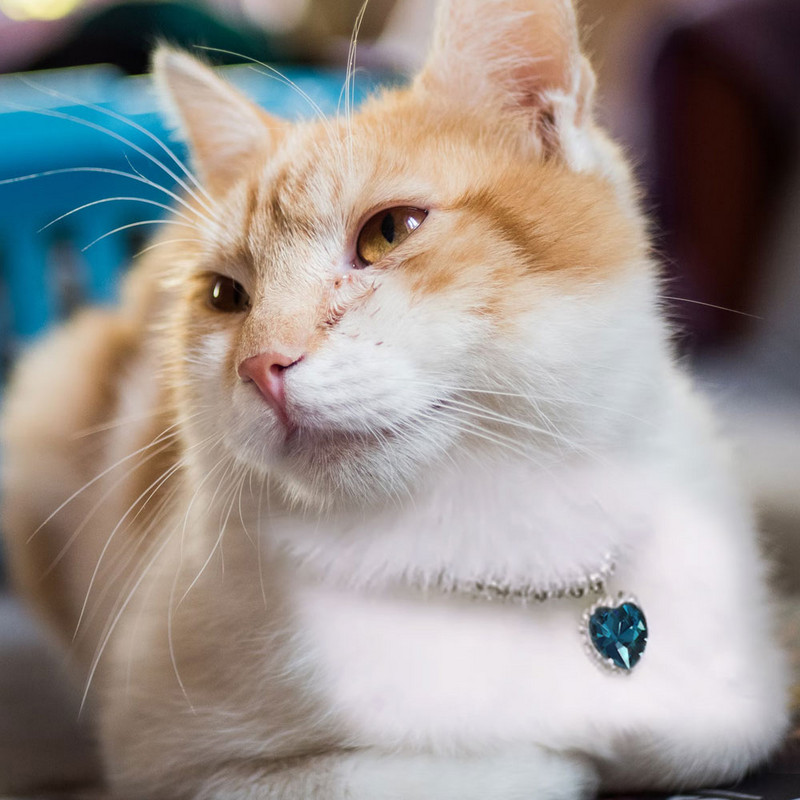 Χαριτωμένο πολυτελές κρυστάλλινο διαμάντι κολάρο για σκύλους κρεμαστό κρεμαστό στρας Αξεσουάρ Ρυθμιζόμενο μικρό κουτάβι γατάκι Κολιέ Κολάρες κατοικίδιων ζώων SM