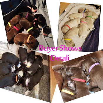 12 τεμάχια/Σετ Μαλακό νάιλον κουτάβι νεογέννητο κατοικίδιο κολάρα Identify ρυθμιζόμενα πολύχρωμα μικρά σκυλιά whelping κολάρα γατάκια Velcro