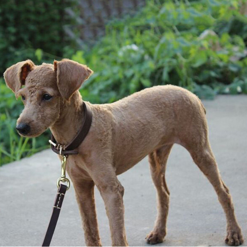 Guler pentru câini mijlocii și mici Guler pentru câini din piele naturală, ajustabil, maro moale, din piele naturală, pentru cățeluș pentru pudel.