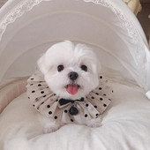 Sweet Gaze Dot Accesorii pentru pisici Pisicuță Bib câine Bandana Bowknot Colier drăguț pentru animale de companie Jingle Bell cu fundă Pandantiv pentru pisici pentru câini mici