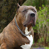 Suņu rotaslietas no nerūsējošā tērauda suņu apkakles zelta ķēde Luksusa izturīga apmācības P ķēde lieliem suņiem Dobermana Pitbull Rotveilers