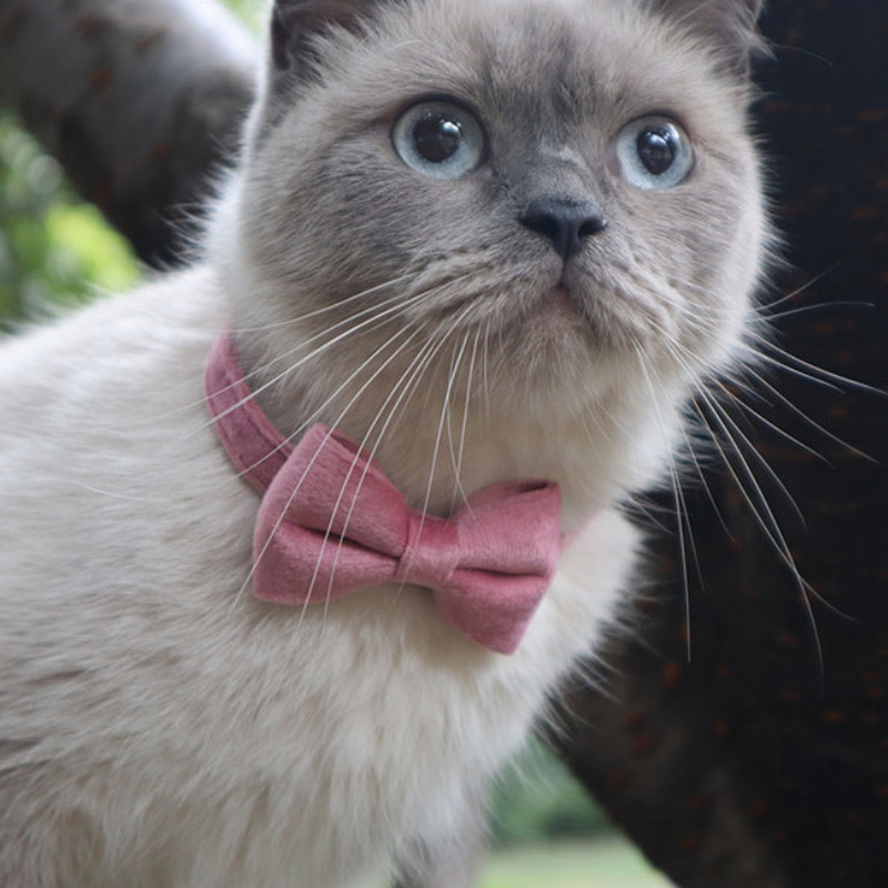 Ασφαλής ελαστικό παπιγιόν κολάρο γάτας με ρυθμιζόμενη πόρπη Gatos παπιγιόν μικρού σκύλου από μαλακό βελούδο Προμηθευτής κατοικίδιων ζώων με καμπάνα στερεό