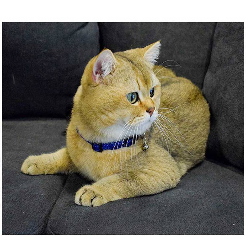 Κολάρο για γάτες Glitter για γάτες Protect Collier Chat Rose Katzenhalsband Ρυθμιζόμενη ασφάλεια Αξεσουάρ για κατοικίδια γατάκι Chihuahua