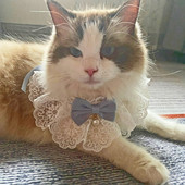 Kačių ir šunų antkaklis kačių ir šunų kačių ir šunų kaklaraištis, kaklaraištis, kaklaraištis, kaklaskarės priedai kačiukams ir šuniukams