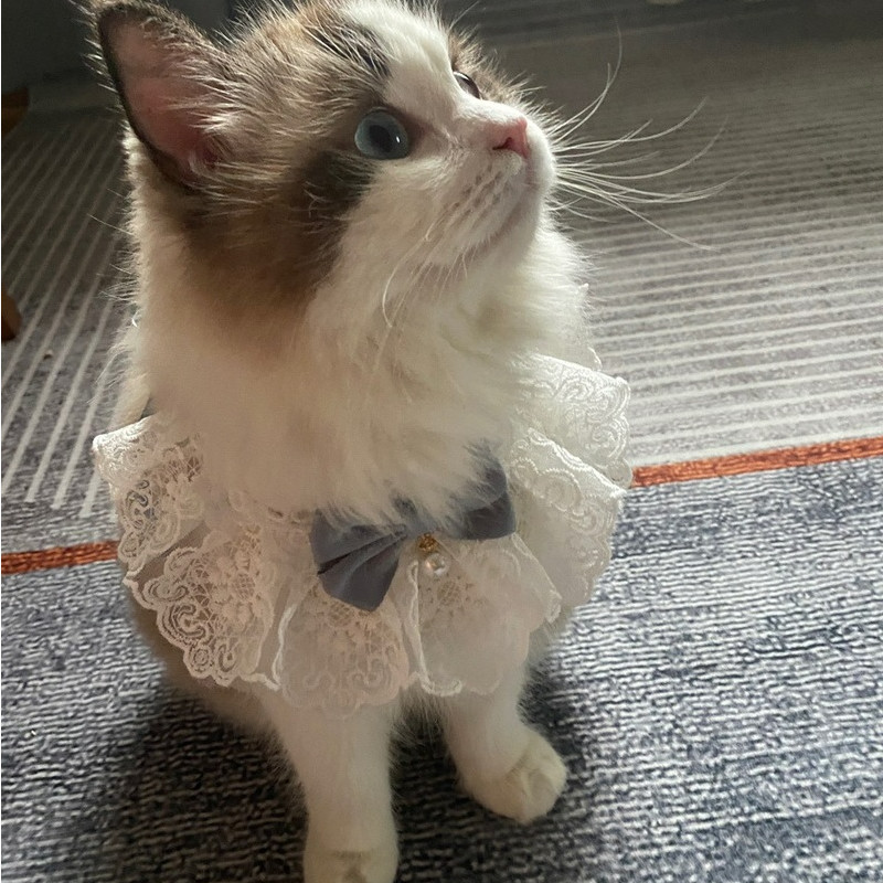 Kačių ir šunų antkaklis kačių ir šunų kačių ir šunų kaklaraištis, kaklaraištis, kaklaraištis, kaklaskarės priedai kačiukams ir šuniukams