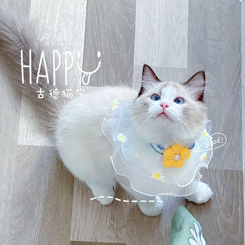 Ins Style Pisică Guler pentru câine Batic pentru gât Pisici Pisicuțe Fotografie Dantela florilor Colier Floral pentru cățeluș Curea pentru gât Esarfă