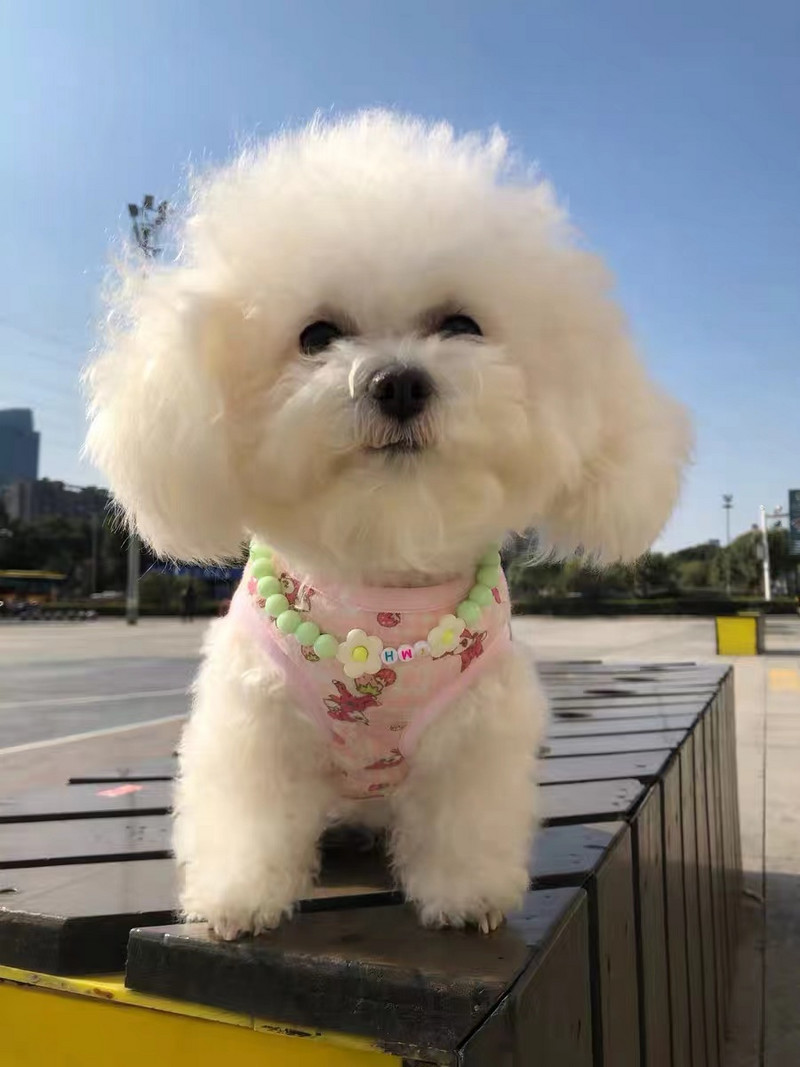 Όνομα κατοικίδιου ζώου γάτας και σκύλου προσαρμοσμένο χρώμα αρκουδάκι λουλούδι με χάντρες κολιέ κολάρο γάτας γιακά σκύλου αξεσουάρ για κατοικίδια