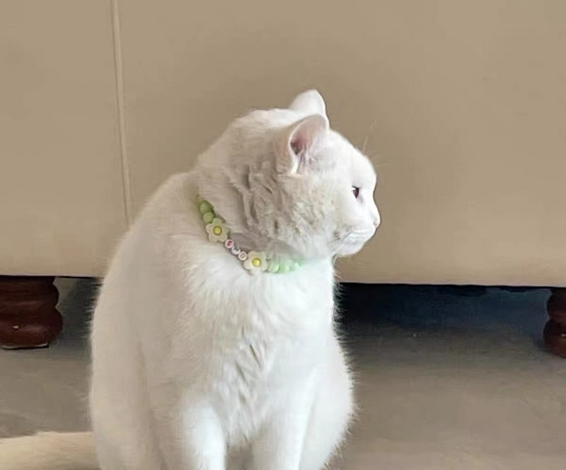 Όνομα κατοικίδιου ζώου γάτας και σκύλου προσαρμοσμένο χρώμα αρκουδάκι λουλούδι με χάντρες κολιέ κολάρο γάτας γιακά σκύλου αξεσουάρ για κατοικίδια