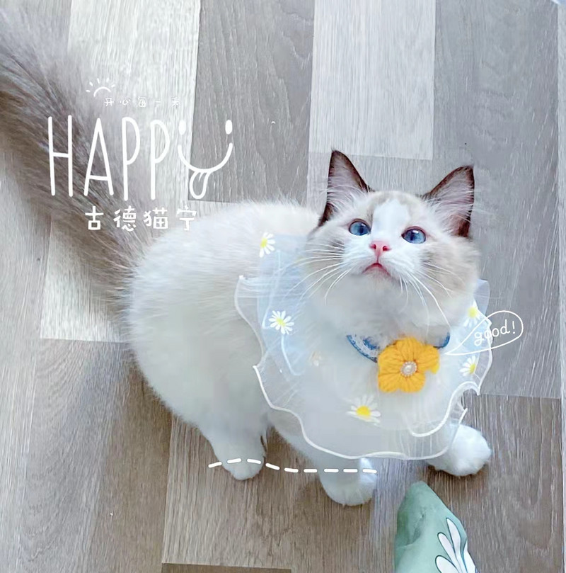 4 suurust Reguleeritav lilleline kassi koera kaelarihm organza lemmikloomade vibud Pitsist pudipõlled Pärliga temperamen kett kaelakee kutsikate hooldamise tarvikud