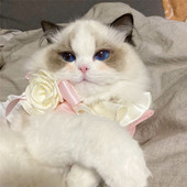 Frumoasă pisică guler bandană papion pisoi camelie floare câine pisică eșarfă cățeluș bandană pisici colier eșarfă pisici bavete accesorii pisici