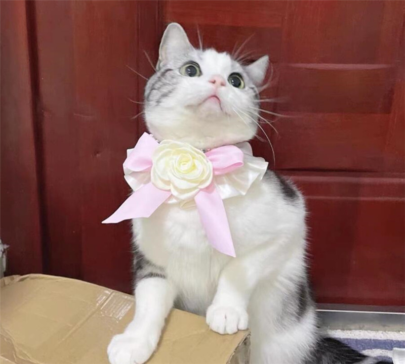 Frumoasă pisică guler bandană papion pisoi camelie floare câine pisică eșarfă cățeluș bandană pisici colier eșarfă pisici bavete accesorii pisici